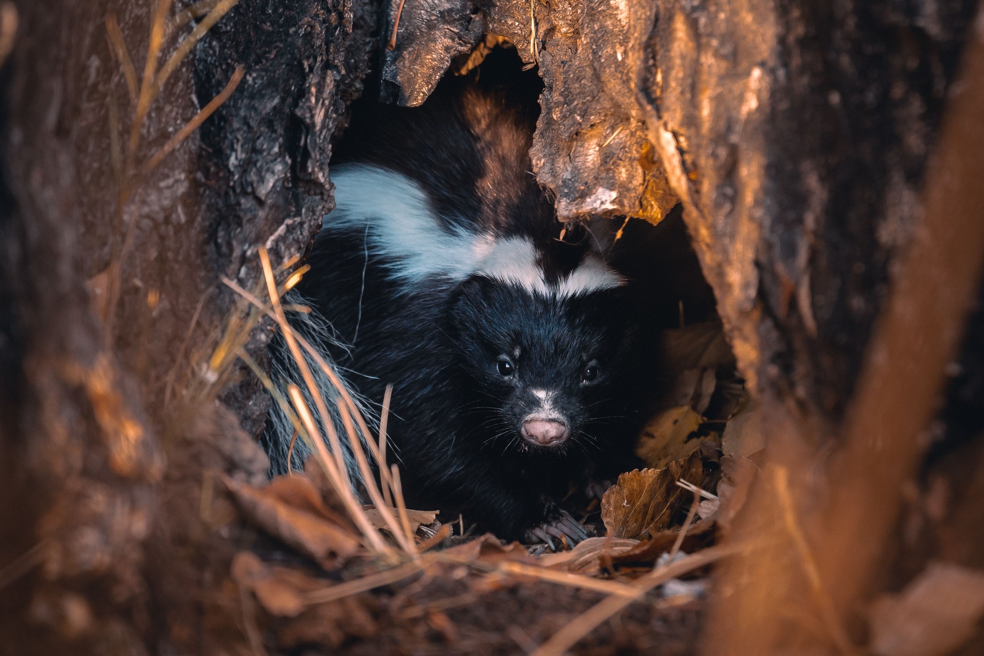 Cute black and white skunk hiding in a cave in Argentina