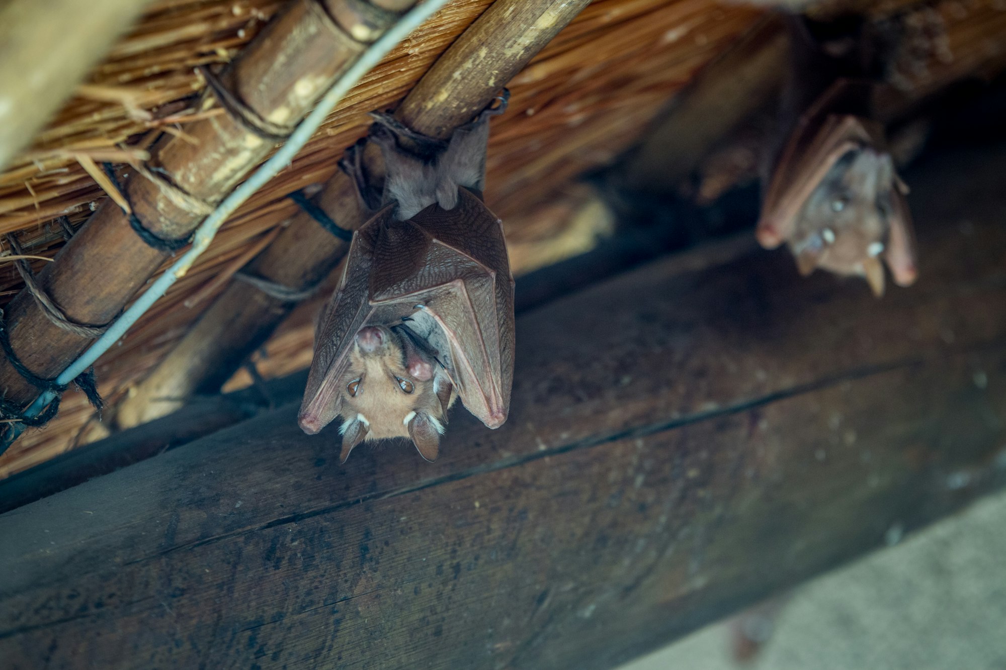 Epaulet bat hanging upside down.
